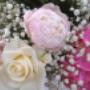 I Giardini di Marzo di Graziella Cosenza