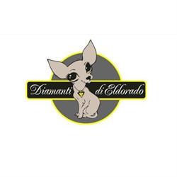 Allevamento amatoriale Chihuahua Diamanti Di Eldorado