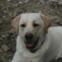 Vaccinazioni Veterinario De Pasquale Dr. Marco