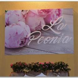 La Peonia Macchia