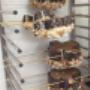 Pasticceria Artigianale