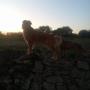 Cane