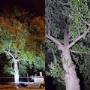 Immagine Foto 1