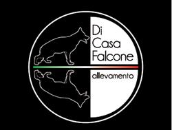 Allevamento Pastori Tedeschi Di Casa Falcone