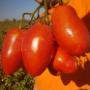 Pomodoro Oblungo
