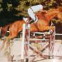 Horse Jumping 3