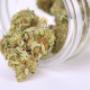 Marjuana Sativa