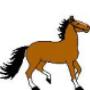 Equitazione