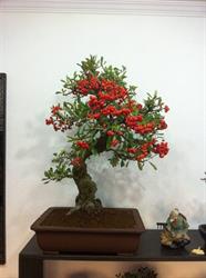 BONSART
