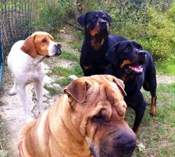 Ambulatorio Veterinario Dott. Ssa Silvia Coccia
