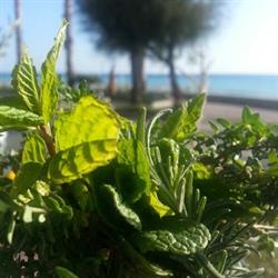 La Balena Bianca