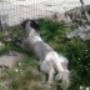 Pet Residence Confortevoli Box