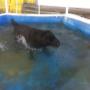 Pet Residence Piscina per Cani