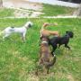 Pet Residence Aree per Lo Sgambamento