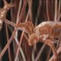 Ingrandimento Pidocchi