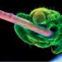 Microscopio Pidocchio