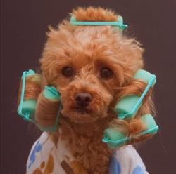 La Bottega del Signor Cane