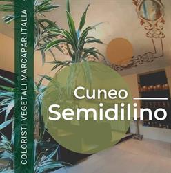 Semi di Lino
