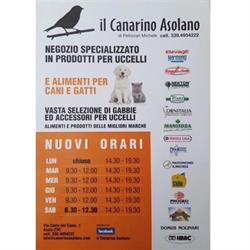 Il Canarino Asolano