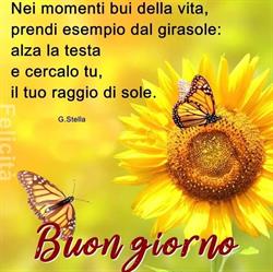 Caffè Il Girasole