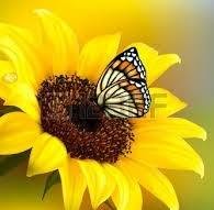 Il Girasole di Liberti Silvia