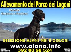 Alani del Parco dei Lagoni