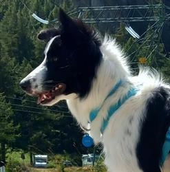 Ambulatorio Veterinario Ziccardi Di Ziccardi Dott.Ssa Ilaria