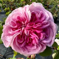 Vivaio Rosso Tiziano Rose antiche & Iris