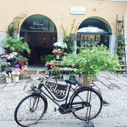 Clori Home and Flowers