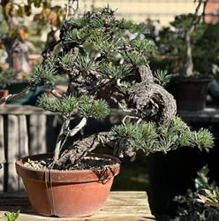 Japan Bonsai - Roma