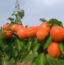 Vivai Valbusa