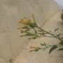 Fiori e Piante - Vendita al Dettaglio