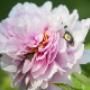 Peonie da Collezione