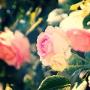 Rose Inglesi da Collezione
