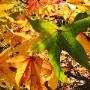 Progettazione Giardini