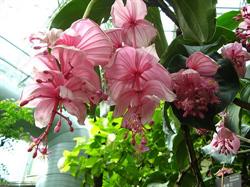 Piante e fiori Medinilla di Cadoni Efisia