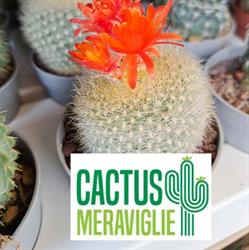 Cactus Meraviglie Tina Di Marchetti Annunziata