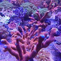 The Tropical Aquarium