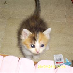Cucciolandia Di Rapisarda Debora