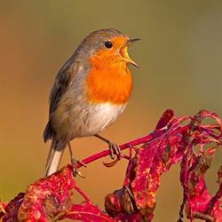 Il Pettirosso