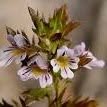 Erboristeria Eufrasia Di Alpini Dr. Angelica