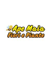 Ape Maia