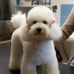 Dolci Bolle Toelettatura per cani
