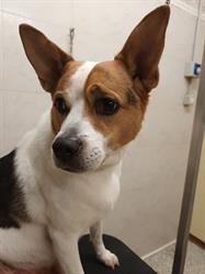 Beauty Dog