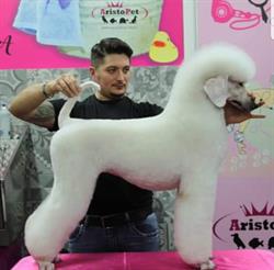 Stylist Dog Toelettatura