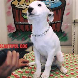 BEAUTIFUL DOG