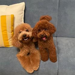 Fashion Dog di Francesca Damiani