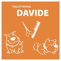 Toelettatura Di Molaschi Davide