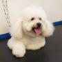 Toelettatura wash dog massa