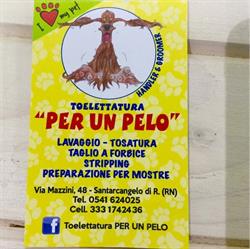 Toelettatura Per Un Pelo